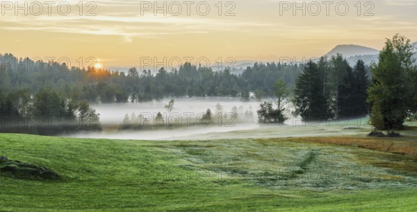 Trees in the early morning mist at sunrise, Eigenried raised bog, Zugerberg, Canton Zug, Switzerland, Europe
