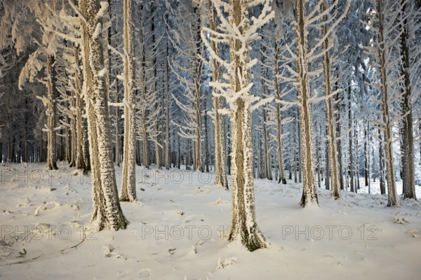 Forest in the snow and hoarfrost, Horben, Beinwil, Freiamt, Canton Aargau, Switzerland, Europe