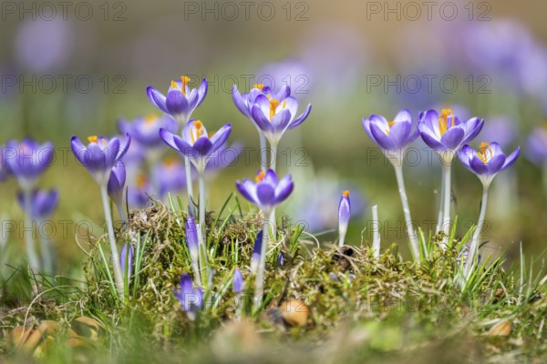 Flowering crocuses (Crocus) in the garden in springtime on a sunny day, Bavaria, Germany, Europe