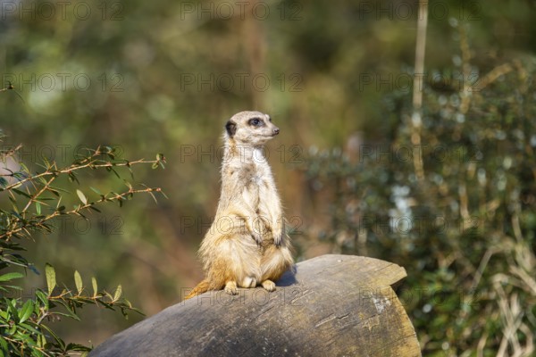 Meerkat (Suricata suricatta) standing sweet and curious in the desert, captive, occurrence Africa