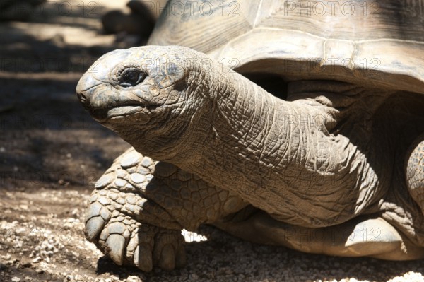Close-up of head and long neck of Aldabra giant tortoise (Aldabrachelys gigantea) looking out of tortoise shell in La Vanille Nature Park, Riviere des Anguilles, Mauritius, Africa