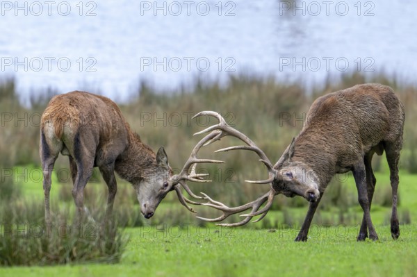 Two rutting red deer (Cervus elaphus) stags fighting by locking antlers during fierce mating battle in grassland during the rut in autumn