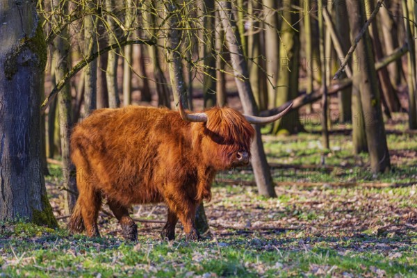 One Highland cow (Bos (primigenius) taurus) walks through a forest