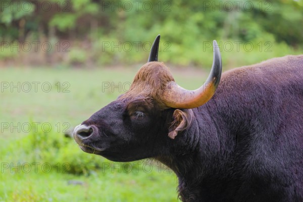 Portrait of a male Gaur (Bos gaurus gaurus) on a pasture