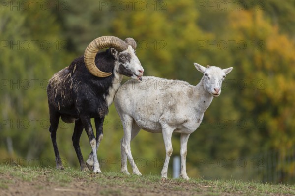 One male snow sheep (Ovis nivicola), or Siberian bighorn sheep checks the readiness of a goat to mate
