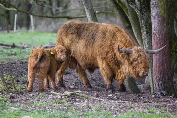 One Highland bull and a calf (Bos (primigenius) taurus) stand at a forest edge