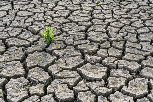 Dry soil, cracked, only a few weeds growing out of the ground, dried-up riverbed, in a side arm of the Rhine, near Duisburg