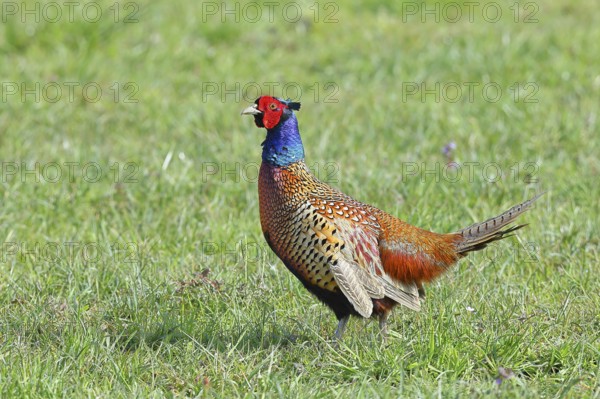 Pheasant, hunting pheasant (Phasianus colchicus), adult male bird in a meadow, wildlife, Lembruch, Ochsen Moor, Dümmer nature park Park, Lower Saxony, Germany, Europe