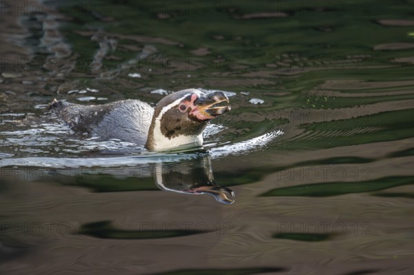 Humboldt penguin (Spheniscus humboldti) swimming in the sea, captive, native to coastal Chile and Peru