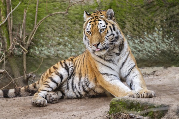 Siberian tiger (Panthera tigris tigris) lying in a forest, captive, incidence in Russia and Northeast China