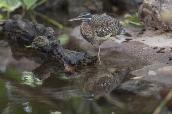 One sunbittern (Eurypyga helias) standing in the water of a forest creek
