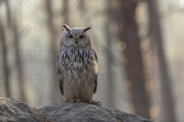 One Siberian Eagle Owl (Bubo bubo sibiricus) sitting on a rock in a forest