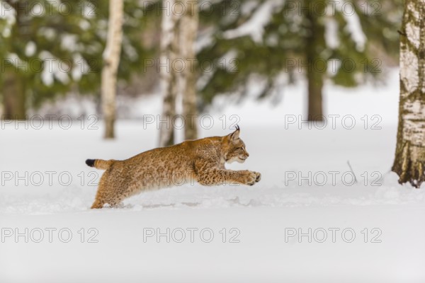 One young male Eurasian lynx, (Lynx lynx), runing over a deep snow covered meadow with a forest in the background