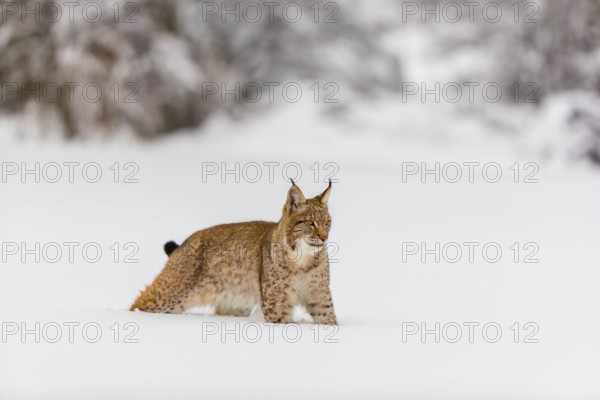 One young male Eurasian lynx, (Lynx lynx), walking over a deep snow covered meadow with a forest in the background