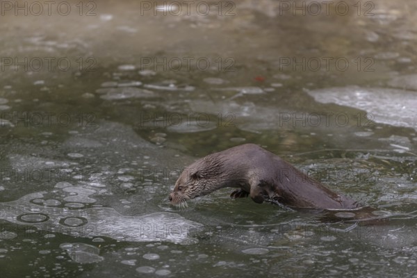 One Eurasian otter (Lutra lutra), emerging between the ice in a frozen river