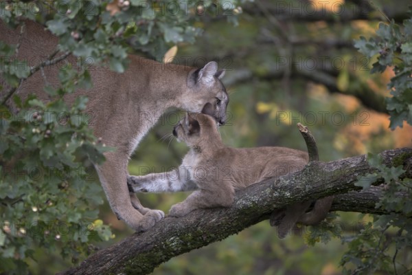 One cougar mother, Puma concolor, grooming her kitten, standing on a big branch high up in an oak tree