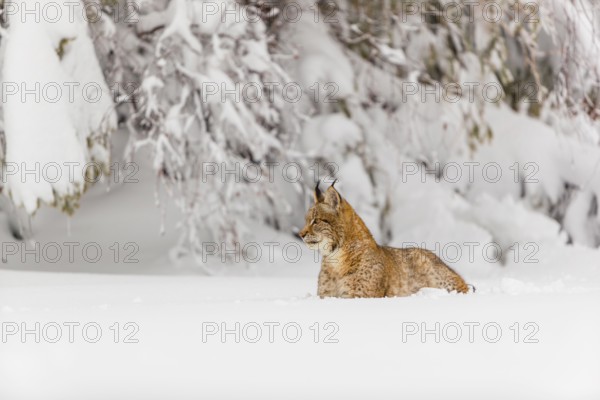 One young male Eurasian lynx, (Lynx lynx), walking over a deep snow covered meadow with a forest in the background