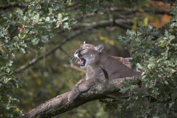 One adult cougar, Puma concolor, resting on a big branch high up in an oak tree