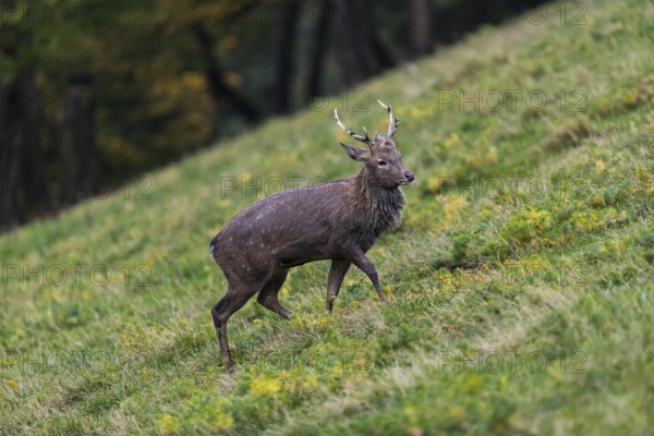 One male Manchurian sika deer or Dybowski's sika deer (Cervus nippon mantchuricus or Cervus nippon dybowskii) standing on a meadow on hilly ground