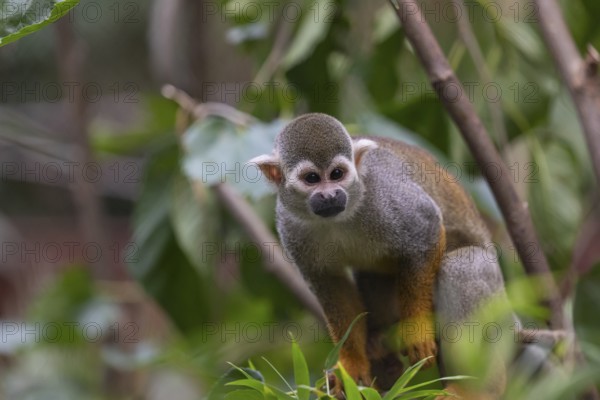 One baby Central American squirrel monkey, Saimiri oerstedii, climbing through bushes. Green vegetation around