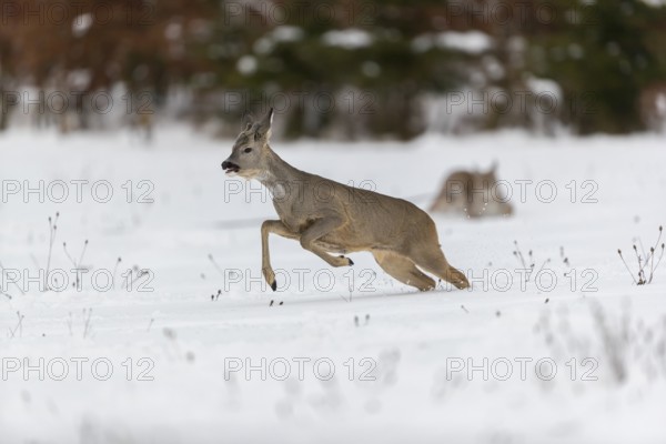 One young male Roe Deer, Roe buck (Capreolus capreolus), running over a snowy meadow. Trees in the background