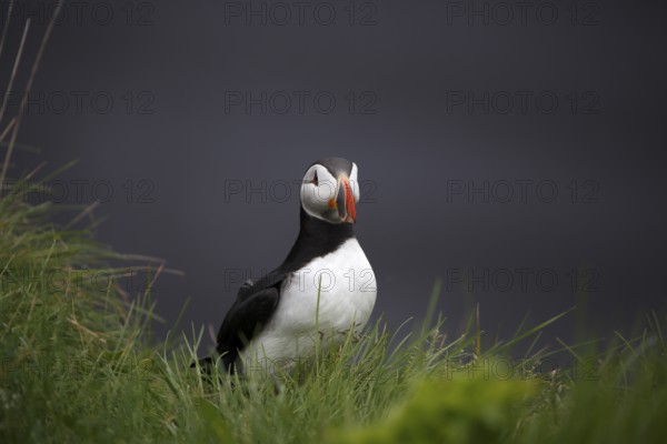 Atlantic Puffin, Common Puffin. Fratercula arctica, at the cliffs of Latrabjarg, Iceland, Europe