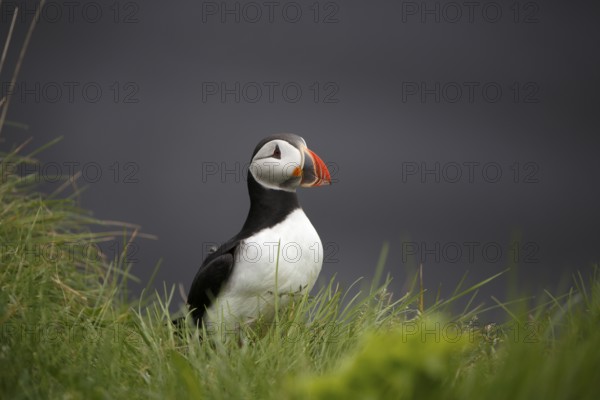 Atlantic Puffin, Common Puffin. Fratercula arctica, at the cliffs of Latrabjarg, Iceland, Europe
