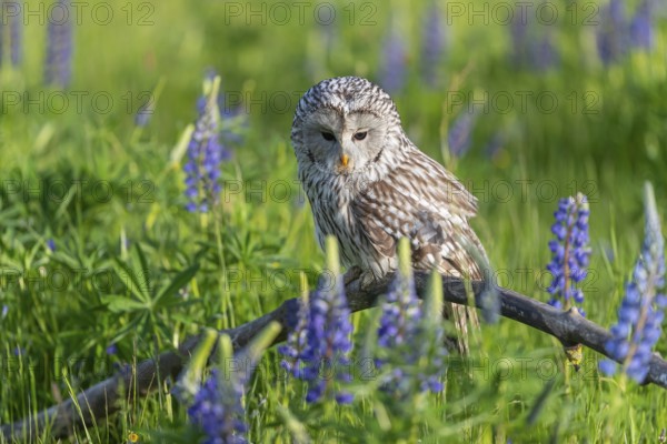 One Ural owl (Strix uralensis) sitting on a branch lying in a field of flowering lupines in late evening light