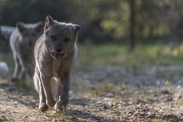 One young arctic fox (Vulpes lagopus), (white fox, polar fox, or snow fox) running towards the camera in backlit condition on a sunny day. Some other foxes in the background
