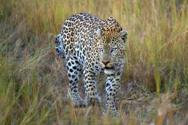 Leopard, Panthera pardus, Botsuana, Botsuana, Botsuana