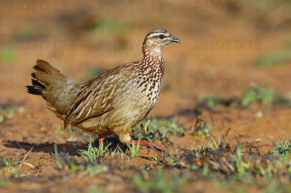Crested Francolin, (Dendroperdix sephaena), Francolinus sephaena, Mkuze Game Reserve, Mkuze, KwaZulu-Natal, South Africa, Africa