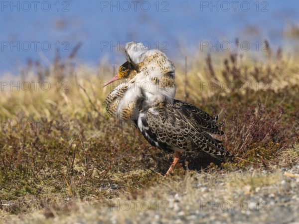 Ruff (Calidris pugnax) male in breeding plumage at lek, about to display, Pokka, Finnish Lapland