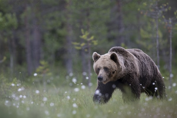 Brown bear (Ursus arctos) in the Finnish taiga, Kuusamo, Finland, Europe