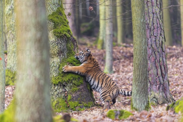 One young female Siberian Tiger, Panthera tigris altaica, climbing up a tree in a forest