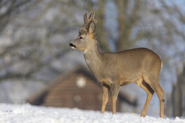 One male Roe Deer, (Capreolus capreolus), walking over a snowy meadow. Snow covered trees in the background