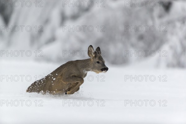 One young male Roe Deer, Roe buck (Capreolus capreolus), running through deep snow. Trees in the background