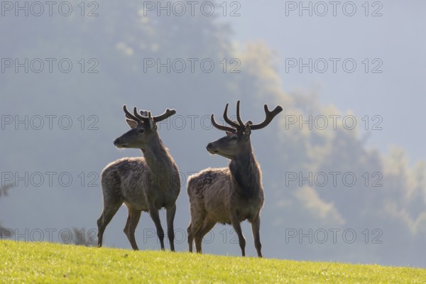 2 Red Deer stags, Cervus elaphus, early morning, backlight, 2 male. Fog in background