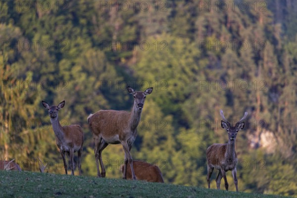 A herd of red deer (Cervus elaphus) standing on a meadow, with a forest in the distant background