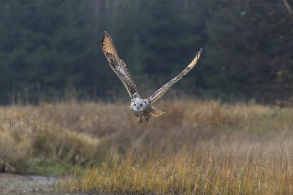 One Siberian Eagle Owl (Bubo bubo sibiricus) flying over tall reed grass lakeshore on an autumnal misty cold morning