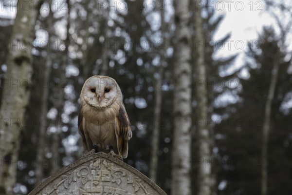 One barn owl (Tyto alba) perched on a very old gravestone in a forest. Green vegetation in the background