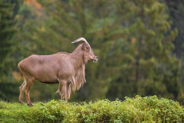 One Barbary sheep (Ammotragus lervia) stands on green hilly ground. A forest is in the background