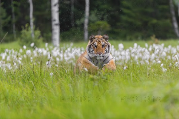 One young female Siberian Tiger, Panthera tigris altaica, running thru tall cottongrass. Early morning light
