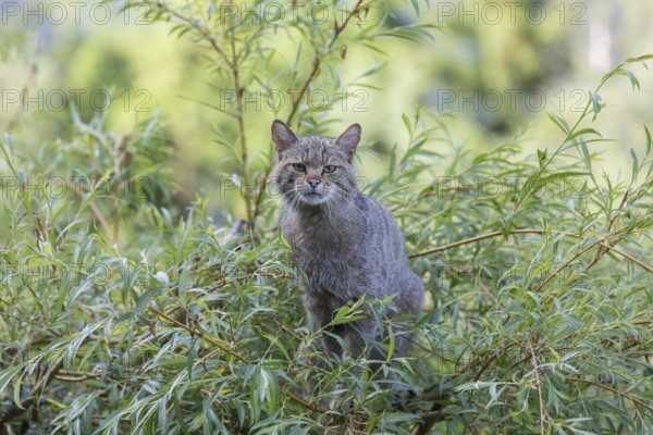 One European wildcat, Felis silvestris silvestris, sitting in a green weeping willow tree. Green leaves all around