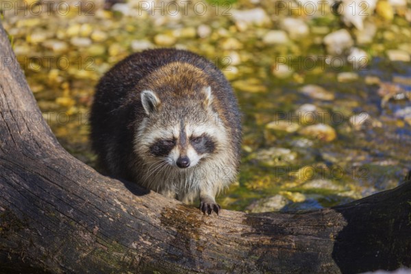 One adult Raccoon Procyon lotor, balances over a tree trunk lying in the water