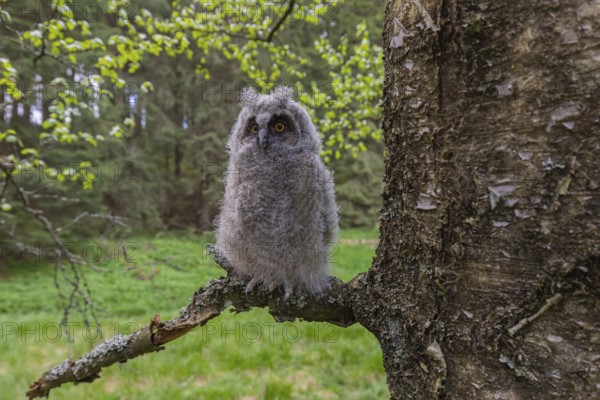 One young long-eared owl (Asio otus), sitting on a branch of a tree. Green vegetation in the background
