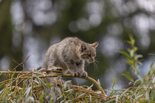 One young European wildcat, Felis silvestris silvestris, sitting in a green weeping willow tree. Green leaves all around