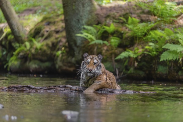 One young female Siberian Tiger, Panthera tigris altaica, playing with a log in the cool fresh water of a creek deep in a forest