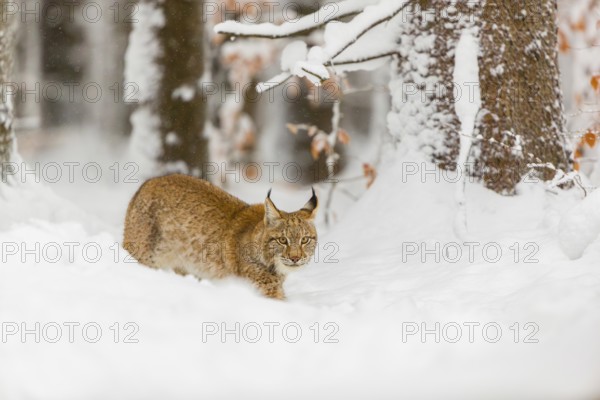 One young male Eurasian lynx, (Lynx lynx), walking through deep snow covered undergrowth in a forest