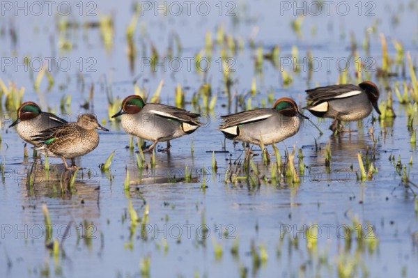 Eurasian Teal (Anas crecca), a group of four male ducks and one female duck, resting on a frozen lake in winter, Texel, Holland