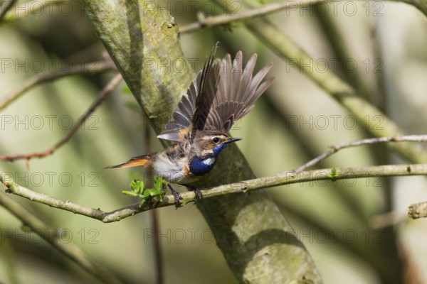 Bluethroat (Luscinia svecica cyanecula), adult male displaying to female in its breeding territory, Hesse, Germany, Europe
